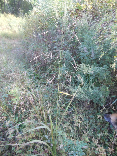 Stipa pekinensis iNat (1)