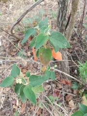Croton lachnostachyus