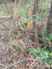 Croton lachnostachyus