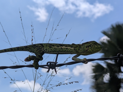 Graceful Chameleon