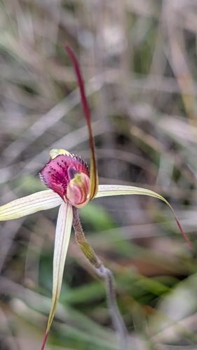 wine-lipped spider-orchid (Caladenia oenochila)