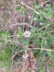 Lantana megapotamica