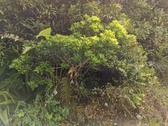 Angiospermae