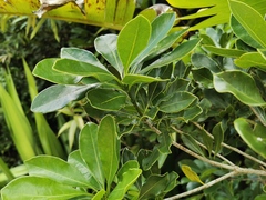 Angiospermae