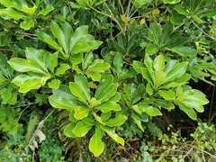 Angiospermae