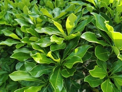 Angiospermae