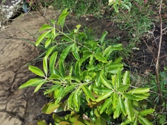 Magnoliopsida