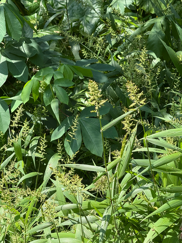 Setaria barbata observed 2025-09-25