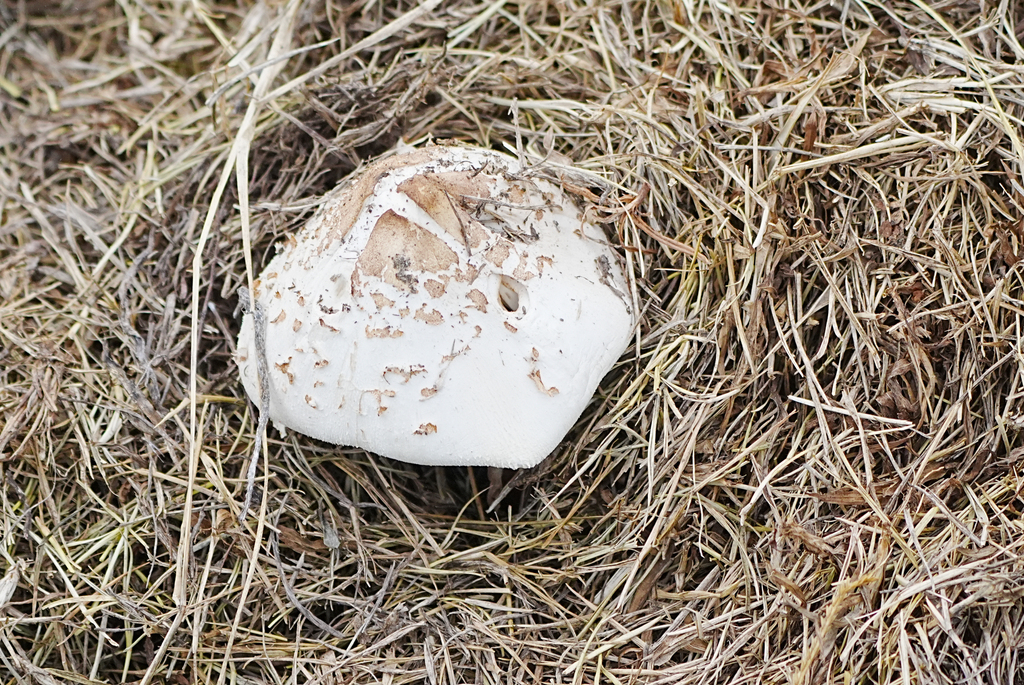 Chlorophyllum molybdites · September 2025 · photo: © tbc_watanabe (iNaturalist, cc-by-sa)