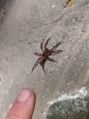 Asthenoctenus borellii