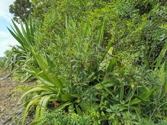 Varronia curassavica
