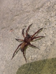 Asthenoctenus borellii