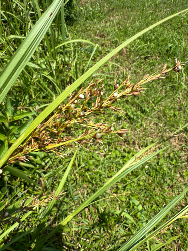Scleria ciliaris observed 2025-09-25