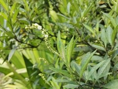 Varronia curassavica