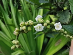 Varronia curassavica
