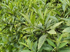 Varronia curassavica