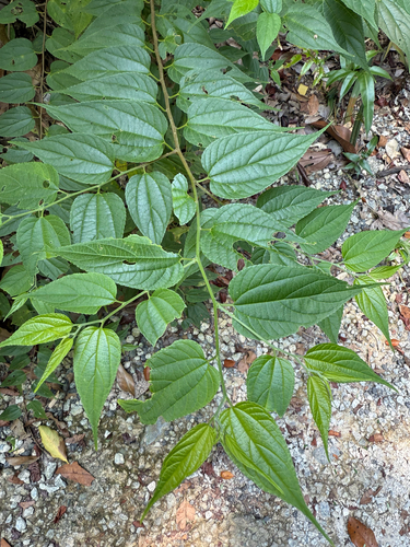 Trema cannabina iNat (1)