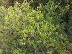 Angiospermae