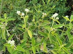 Angiospermae