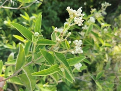 Angiospermae