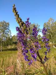 Delphinium retropilosum