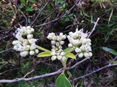 Angiospermae