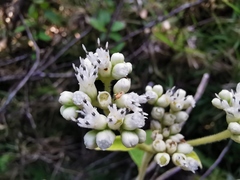 Angiospermae
