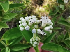 Angiospermae