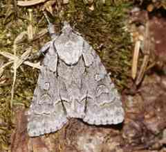 Acronicta radcliffei