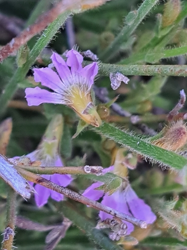 Scaevola hamiltonii, 2025-09-25