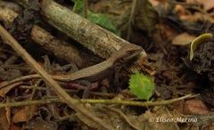 Sceloporus squamosus