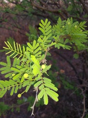 Vachellia aroma