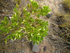 Baccharis tricuneata