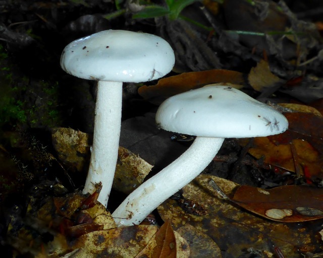 Hygrophorus eburneus image