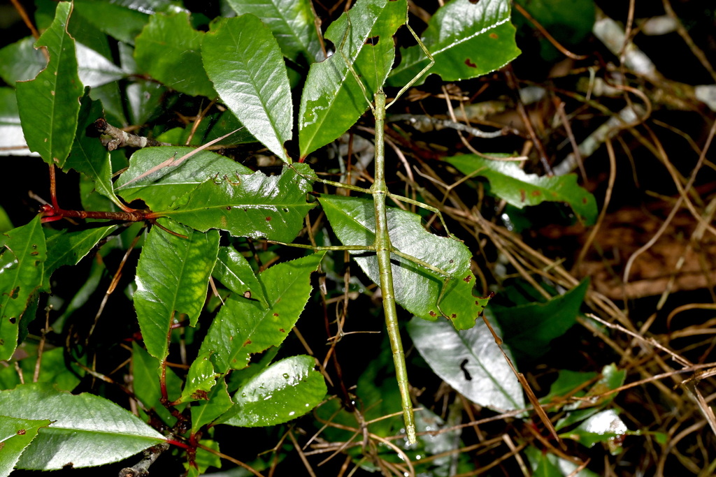 Phraortes biconiferus