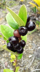Macleania cordifolia