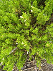 Baccharis tricuneata