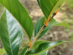 Angiospermae