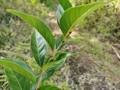 Angiospermae