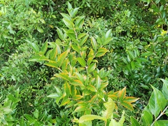 Angiospermae