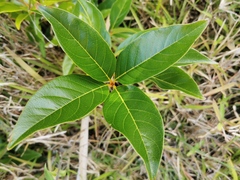 Angiospermae