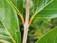 Angiospermae