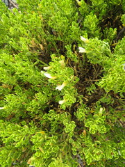 Baccharis tricuneata