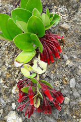 Macleania cordifolia