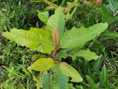 Angiospermae