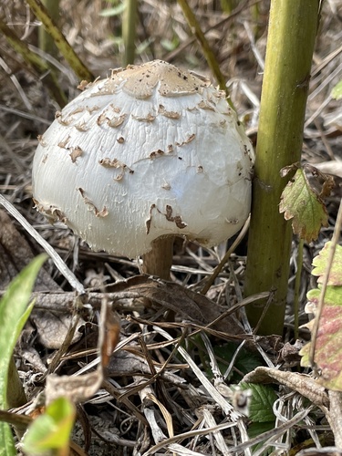 Chlorophyllum molybdites