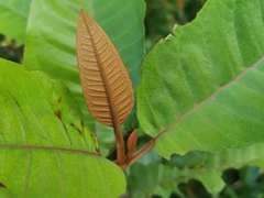 Angiospermae