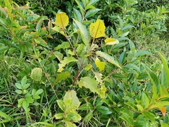 Angiospermae