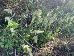 Iresine diffusa image