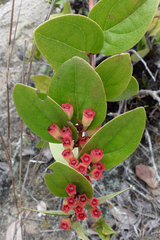 Macleania cordifolia